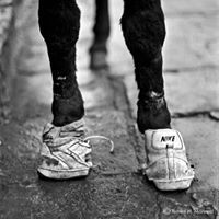 tomas hernandez monreal