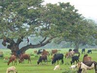 ተወልደ ዮሃንስ