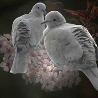 Mâjjdââ Rôüuchdïï