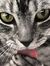 Kitty A...
