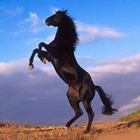 أسامة بركات