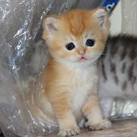 Анастасия Щербина