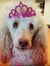 Kcpups
