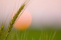 محمد الحلافي