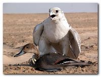 عبدالمجيد الغامدي