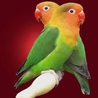 سامح الديباوي