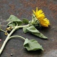 أبو عبدالرحمن