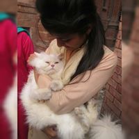 ﺣﻠﯿﻤﮧ ﻋﻠﯽ