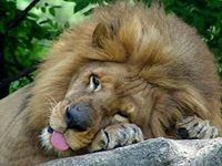 Abdelkader Alazawadi