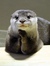 Otterfa...