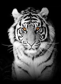 Harish Kumar