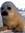 foca