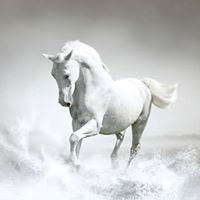 أحمد المسلمي