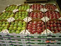 الباحث الصيادي