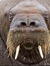 Walrus
