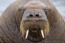 Walrus