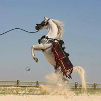 Mohammad Alhmoud