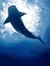 whaleshark