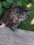 Matie *Crazy Cat Lady*