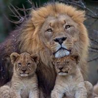 قيس النعماني