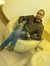 Ahmed A...