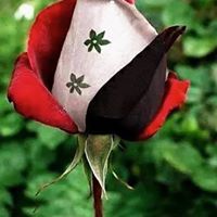 ياسمينة شامية