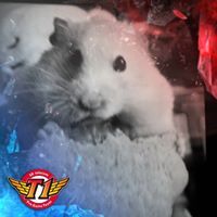 Мишка Бунджихантонасова