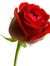 Merve Amin