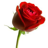 Merve Amin