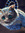 Anomis | 185 comments