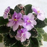 მარინა ავალიშვილი