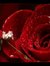 New Moon