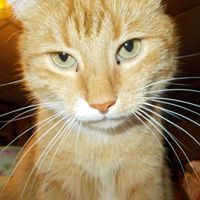 Lori McFadden-Wilson