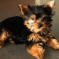 Shirley Shingledecker