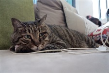 Ella