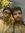 Ankit Roy