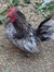 Gidget
