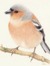 Adeptus Fringilla