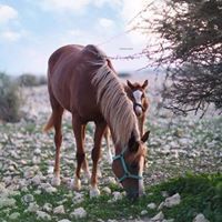 همس المشاعر