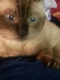 محمد ابراهيم