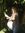 Anghel ...