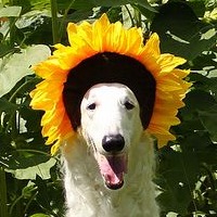 Goodreads profile picture for @holier