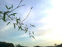 Phương Nguyễn Thi Thu