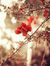 Nour Sen