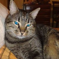 Κλεονίκη Καλλέργη