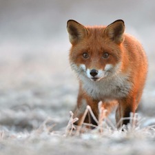 Rotfeuerlibelle