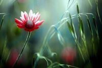 Muralikrishna Hanumantha