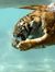 Manu Tiger