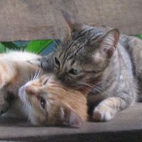 มะเหมี่ยว สุธาสินี