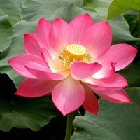 Hồng Mỹ